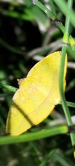 Heterolocha coccinea
