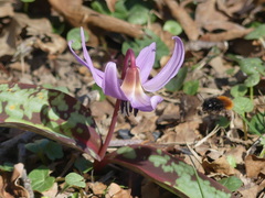 Erythronium dens-canis