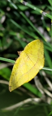 Heterolocha coccinea
