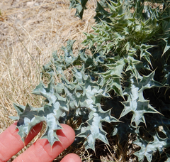 Argemone polyanthemos