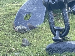 Cinclodes patagonicus patagonicus