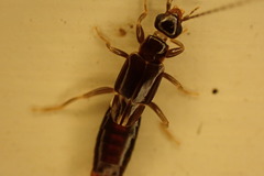 Labiinae