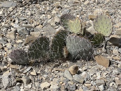Opuntia arizonica