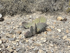 Opuntia arizonica