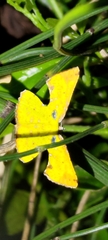 Corymica spatiosa