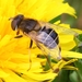 Eristalina - Photo (c) Denis Doucet, some rights reserved (CC BY-NC), uploaded by Denis Doucet