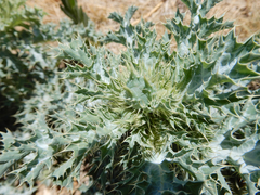 Argemone polyanthemos