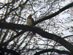 Turdus pilaris