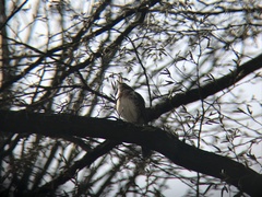 Turdus pilaris