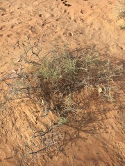 Haloxylon salicornicum