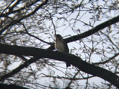 Turdus pilaris