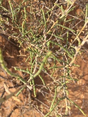 Haloxylon salicornicum