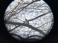 Turdus pilaris