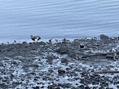 Vanellus chilensis fretensis