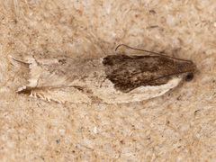 Ancylis simuloides