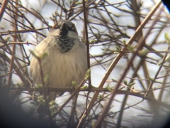 Passer domesticus