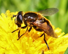Helophilus lapponicus