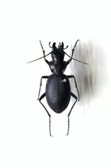 Carabus kokujewi