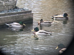 Anas platyrhynchos