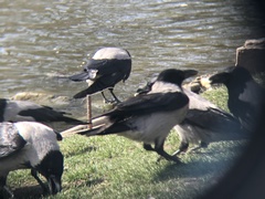 Corvus cornix
