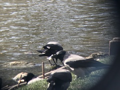 Corvus cornix