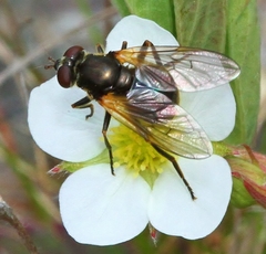 Blera nigra