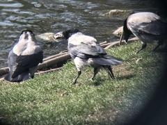 Corvus cornix