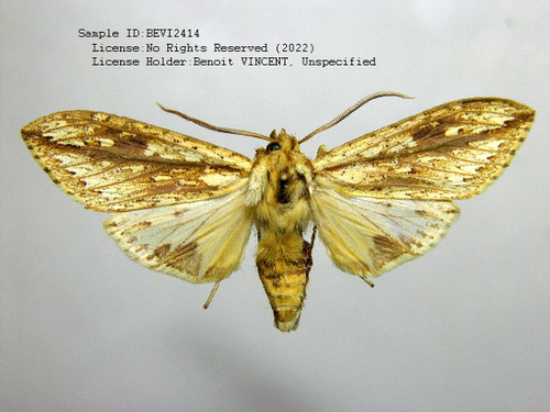 Leucanopsis oruba