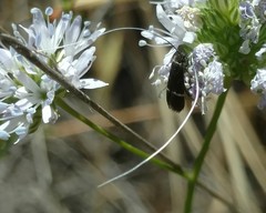Adela singulella