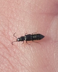 Coprophilus striatulus