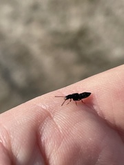 Coprophilus striatulus