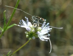 Adela singulella
