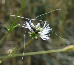 Adela singulella