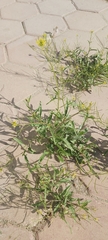 Sisymbrium irio