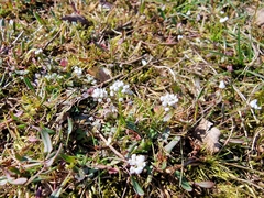 Teesdalia