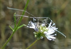 Adela singulella