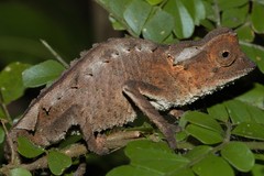 Brookesia stumpffi