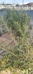 Sisymbrium irio