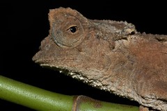 Brookesia stumpffi
