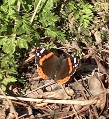 Vanessa atalanta
