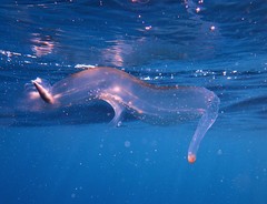 Pterotrachea coronata