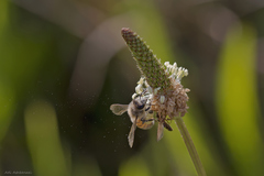 Apis mellifera