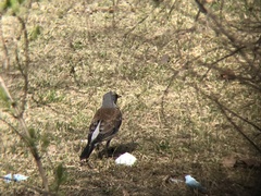 Turdus pilaris