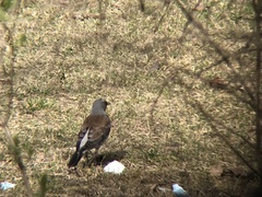 Turdus pilaris