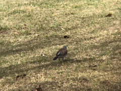 Turdus pilaris