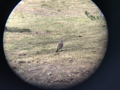 Turdus pilaris