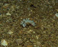 Phyllodesmium iriomotense