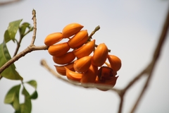 Tabernaemontana alternifolia