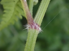 Anthriscus sylvestris