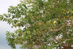 Tabernaemontana alternifolia